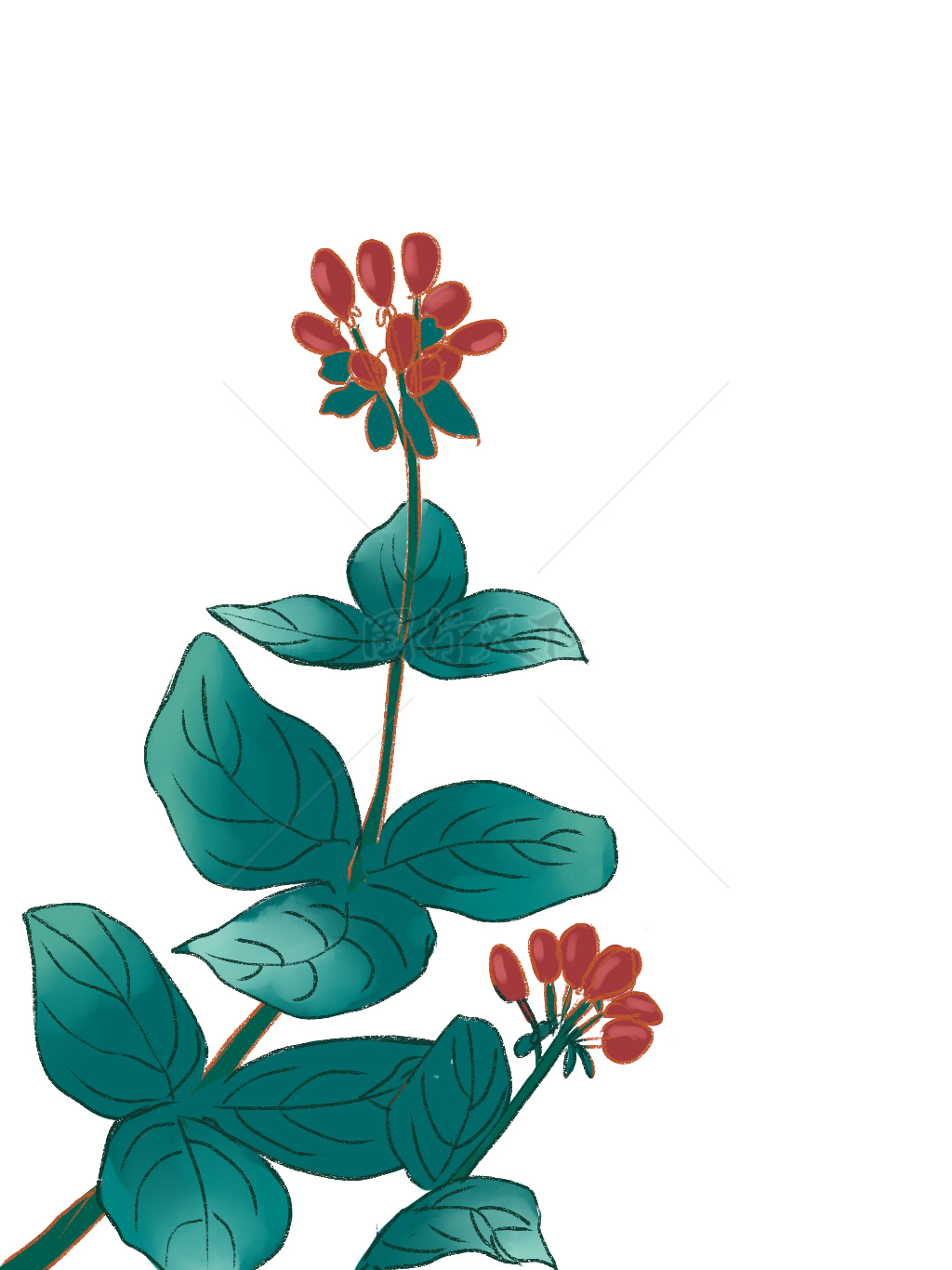 红果植物手绘